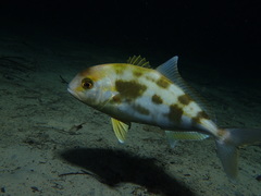 Seriola hippos