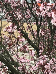 Prunus serrulata