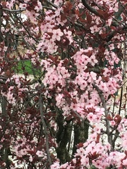 Prunus serrulata