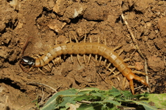 Scolopendra valida