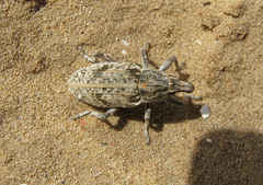 Asproparthenis punctiventris