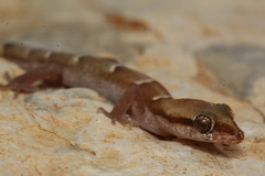 Microgecko helenae