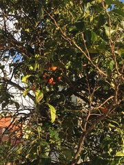Citrus × aurantium