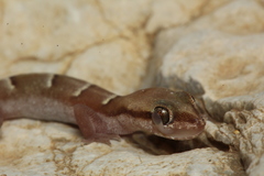 Microgecko helenae