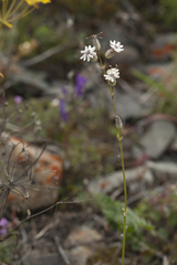 Silene graminifolia