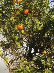 Citrus × aurantium