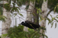 Cephalopterus ornatus