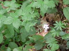 Geranium gracile