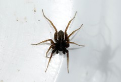 Pardosa proxima