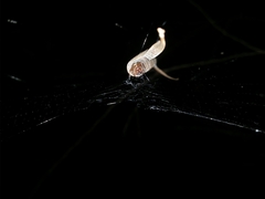 Phonognatha