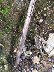 Trichocera