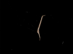 Phonognatha