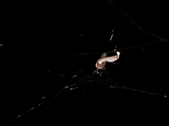 Phonognatha