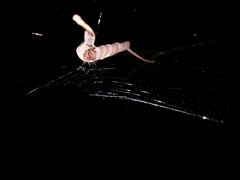 Phonognatha