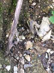 Trichocera