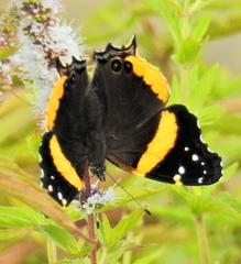 Vanessa hippomene hippomene