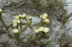 Agathosma hookeri