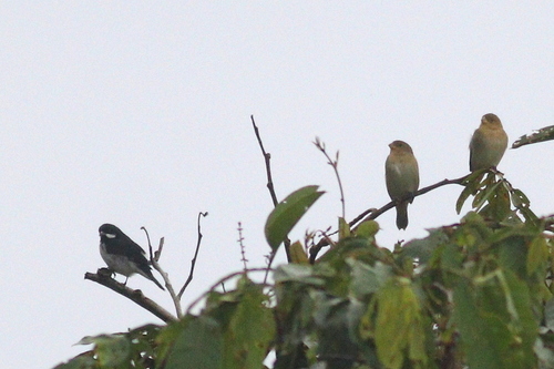 Lesson's Seedeater (Sporophila bouvronides), photo 6