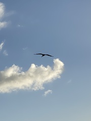 Pelecanus occidentalis