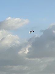 Pelecanus occidentalis