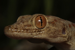 Asaccus granularis