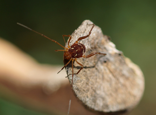 Cynorta triangulata
