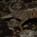 Granular-scaled Leaf-toed Gecko - Photo (c) a_f_r, some rights reserved (CC BY-NC), uploaded by a_f_r