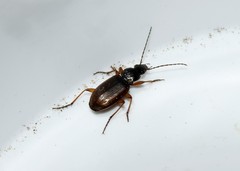 Agonum sordidum