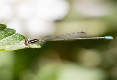 Aciagrion occidentale
