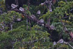 Chordeiles rupestris