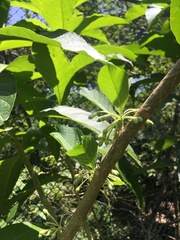 Iochroma arborescens