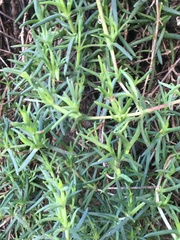 Tracheophyta