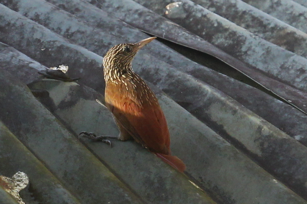 Striped Woodcreeper (Xiphorhynchus obsoletus), photo 3