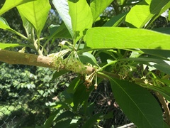 Iochroma arborescens