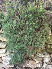 Tracheophyta