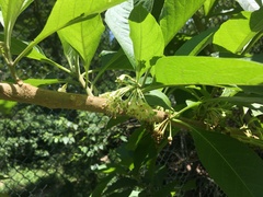 Iochroma arborescens