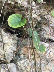 Stephania japonica