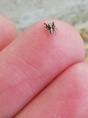 Pseudeuophrys lanigera