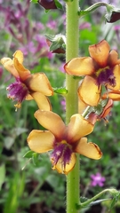 Verbascum gaillardotii