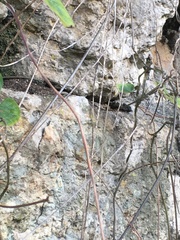 Stephania japonica