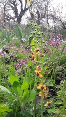 Verbascum gaillardotii