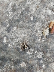 Pseudeuophrys lanigera