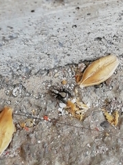 Pseudeuophrys lanigera