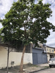 Pterocarpus violaceus