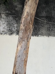 Pterocarpus violaceus