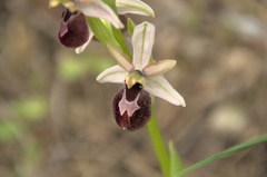 Ophrys exaltata arachnitiformis