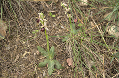Ophrys exaltata arachnitiformis