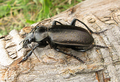 Calosoma maderae