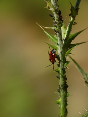 Deraeocoris punctum