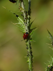 Deraeocoris punctum